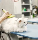 Body Massage & Hair Style